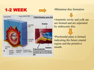 1-2 WEEK •Bilaminar disc formation
•Amniotic cavity and yolk sac
are formed and are seperated
by embryonic disc
•Prechordal plate is formed
indicating the future cranial
region and the primitive
mouth.
 