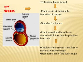 3rd
WEEK
•Trilaminar disc is formed.
•Primitive streak initiates the
formation of embryo.
•Notochord is formed.
•Primitive endothelial cells are
formed which fuse into the primitive
heart tube.
•Cardiovascular system is the first to
reach its functional stage.
•Head forms half of the body length.
 