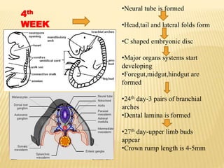4th
WEEK
•Neural tube is formed
•Head,tail and lateral folds form
•C shaped embryonic disc
•Major organs systems start
developing
•Foregut,midgut,hindgut are
formed
•24th day-3 pairs of branchial
arches
•Dental lamina is formed
•27th day-upper limb buds
appear
•Crown rump length is 4-5mm
 