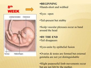 8th
WEEK
BEGINNING
•Hands-short and webbed
•Eyes –open
•Tail-present but stubby
•Scalp vascular plexuses occur as band
around the head
BY THE END
•Tail disappears
•Eyes-unite by epithelial fusion
•Ovaries & testes are formed but external
genitalia are not yet distinguishable
•Slight purposeful limb movements occur
but are not felt by the mother.
 