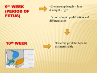 9th WEEK
(PERIOD OF
FETUS)
•Crown rump length – 3cm
&weight – 8gm
•Period of rapid proliferation and
differentiation
10th WEEK •External genitalia become
distinguishable
 