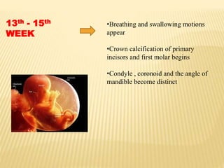 13th - 15th
WEEK
•Breathing and swallowing motions
appear
•Crown calcification of primary
incisors and first molar begins
•Condyle , coronoid and the angle of
mandible become distinct
 