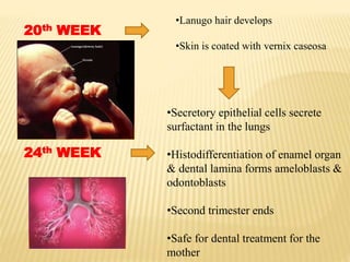20th WEEK
•Lanugo hair develops
•Skin is coated with vernix caseosa
24th WEEK
•Secretory epithelial cells secrete
surfactant in the lungs
•Histodifferentiation of enamel organ
& dental lamina forms ameloblasts &
odontoblasts
•Second trimester ends
•Safe for dental treatment for the
mother
 