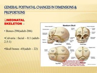 GENERALPOSTNATAL CHANGES IN DIMENSIONS&
PROPORTIONS
NEONATAL
SKELETON –
• Bones-290(adult-206)
•Calvaria : facial – 8:1 (adult-
2.5:1)
•Skull bones -45(adult – 22)
 