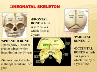 NEONATAL SKELETON
•FRONTAL
BONE at birth
is in 2 halves
which fuses at
2 years
•PARIETAL
BONES – 2
•OCCIPITAL
BONES at birth
has 4 pieces
which fuse by 3-
4 yrs of life
•SPHENOID BONE –
3 parts(body , lesser &
greater wings) which
fuses during the 1st year
•Sinuses donot develop
in the sphenoid until 5th
year
 