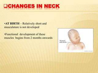 CHANGES IN NECK
•AT BIRTH – Relatively short and
musculature is not developed
•Functional development of these
muscles begins from 2 months onwards
 