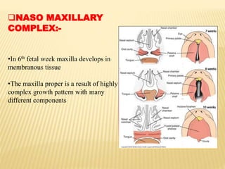 NASO MAXILLARY
COMPLEX:-
•In 6th fetal week maxilla develops in
membranous tissue
•The maxilla proper is a result of highly
complex growth pattern with many
different components
 