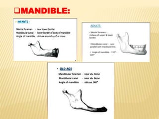 MANDIBLE:
 