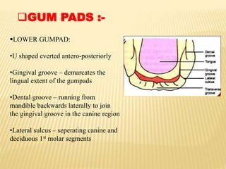 GUM PADS :-
LOWER GUMPAD:
•U shaped everted antero-posteriorly
•Gingival groove – demarcates the
lingual extent of the gumpads
•Dental groove – running from
mandible backwards laterally to join
the gingival groove in the canine region
•Lateral sulcus – seperating canine and
deciduous 1st molar segments
 