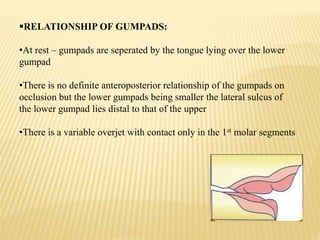 RELATIONSHIP OF GUMPADS:
•At rest – gumpads are seperated by the tongue lying over the lower
gumpad
•There is no definite anteroposterior relationship of the gumpads on
occlusion but the lower gumpads being smaller the lateral sulcus of
the lower gumpad lies distal to that of the upper
•There is a variable overjet with contact only in the 1st molar segments
 
