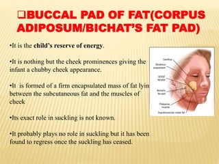 •It is the child’s reserve of energy.
•It is nothing but the cheek prominences giving the
infant a chubby cheek appearance.
•It is formed of a firm encapsulated mass of fat lying
between the subcutaneous fat and the muscles of
cheek
•Its exact role in suckling is not known.
•It probably plays no role in suckling but it has been
found to regress once the suckling has ceased.
BUCCAL PAD OF FAT(CORPUS
ADIPOSUM/BICHAT’S FAT PAD)
 