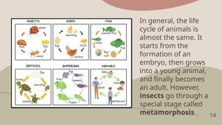 14
In general, the life
cycle of animals is
almost the same. It
starts from the
formation of an
embryo, then grows
into a young animal,
and finally becomes
an adult. However,
insects go through a
special stage called
metamorphosis
 