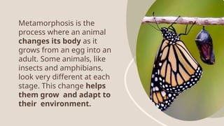 Metamorphosis is the
process where an animal
changes its body as it
grows from an egg into an
adult. Some animals, like
insects and amphibians,
look very different at each
stage. This change helps
them grow and adapt to
their environment.
 