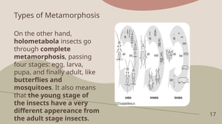 17
Types of Metamorphosis
On the other hand,
holometabola insects go
through complete
metamorphosis, passing
four stages: egg, larva,
pupa, and finally adult, like
butterflies and
mosquitoes. It also means
that the young stage of
the insects have a very
different appereance from
the adult stage insects.
 