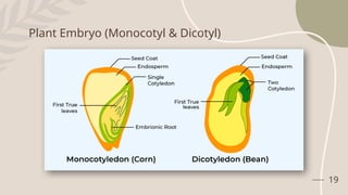 19
Plant Embryo (Monocotyl & Dicotyl)
 