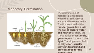 20
Monocotyl Germination
The germination of
monocot plants begins
when the seed absorbs
water and becomes active.
The first root, called the
radicle, grows down into
the soil to absorb water
and nutrients. Then, the
shoot, called the plumule,
grows upward toward the
light. The single seed leaf,
or cotyledon, usually
stays underground and
provides food for the
 