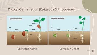 21
Dicotyl Germination (Epigeous & Hipogeous)
Cotyledon Above Cotyledon Under
 