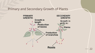 22
Primary and Secondary Growth of Plants
 