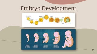 9
Embryo Development
 