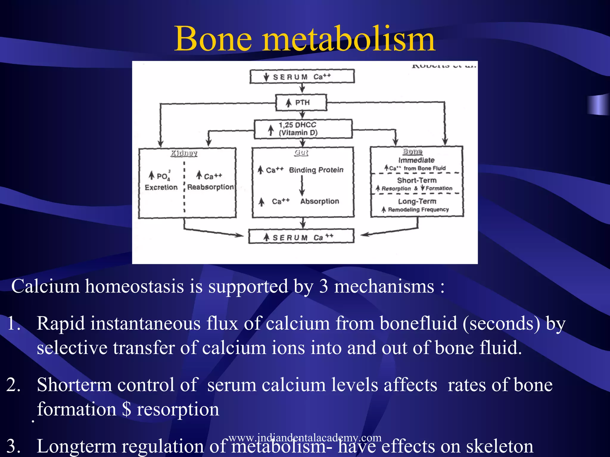 Bone metabolism
Calcium homeostasis is supported by 3 mechanisms :
1. Rapid instantaneous flux of calcium from bonefluid (seconds) by
selective transfer of calcium ions into and out of bone fluid.
2. Shorterm control of serum calcium levels affects rates of bone
formation $ resorption
3. Longterm regulation of metabolism- have effects on skeleton
.
www.indiandentalacademy.com
 
