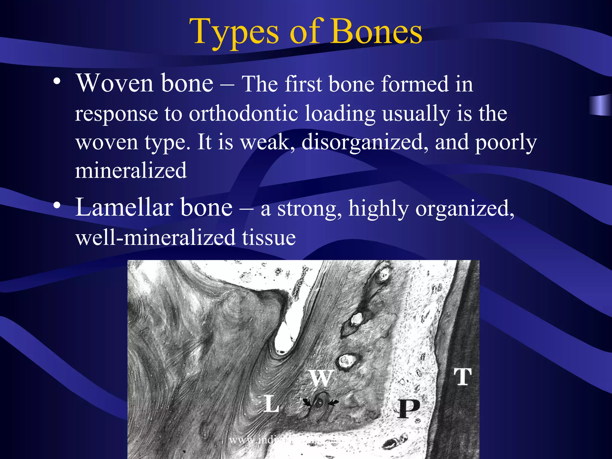 Types of Bones
• Woven bone – The first bone formed in
response to orthodontic loading usually is the
woven type. It is weak, disorganized, and poorly
mineralized
• Lamellar bone – a strong, highly organized,
well-mineralized tissue
www.indiandentalacademy.com
 