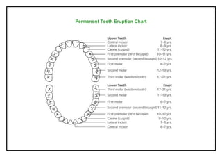 Permanent Teeth Eruption Chart
 