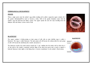 EMBROLOGICAL DEVELOPMENT
ZYGOTE
When a single sperm enter the mother’s egg cell,the resulting cell is called a zygote.the zygote contains all of
the genetic information(DNA) need to become a baby. Half of the genetic formation comes from the
mother’s egg and half from the father’s sperm. The zygote spends the next few days travelling down the
fallopian tube and divides to form a ball of cells.
BLASTOCYST
The zygote continue ti divide,creating an inner group of cells with an outer shell.this stage is called a
blastocyst. The stage is called blastocyst. The inner group cell will become the embryo,while the outer group
of cells will become the membranes,that nourish and protect it.
The blastocyst reaches the womb (uterus) around day 5, and implants into the uterine wall on about day 6.
At this point in the mother’s menstrual cycle,the lining of the uterus has grown and is ready to support a
baby.the blastocyst sticks tightly to the lining,where it receives nourishment via the mother’s blood stream.
 
