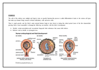 EMBRYO
The cells of the embryo now multiply and begin to take on specific functions.this process is called differentiation it leads to the various cell types
that make up a human being (sucuch as blood cells,kidney cells and nerve cells).
There is rapid growth, and the baby’s main external features begin to take form.it is during this critical period (most of the first trimester)that
growing baby is most susceptible to damage.the following can interfere with the baby’s development.
 Alcohol, certain prescription-arid recreational drugs,and other substances that causes birth defects .
 Infection such as rubella or cytomegalovirus.
 
