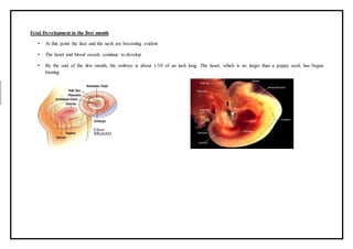 Fetal Development in the first month
• At this point the face and the neck are becoming evident
• The heart and blood vessels continue to develop
• By the end of the first month, the embryo is about 1/10 of an inch long. The heart, which is no larger than a poppy seed, has begun
beating
 