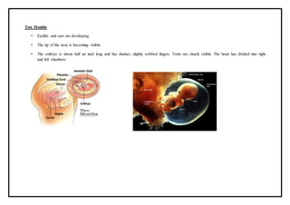 Two Months
• Eyelids and ears are developing
• The tip of the nose is becoming visible.
• The embryo is about half an inch long and has distinct, slightly webbed fingers. Veins are clearly visible. The heart has divided into right
and left chambers
 