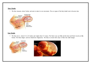 Three Months
• The fetus measures about 2 inches and starts to make its own movements The sex organs of the baby should start to become clear.
Four Months
• The fetus now is about 4.3 to 4.6 inches and weighs about 3.5 ounces. The baby's eyes can blink and the heart and blood vessels are fully
formed. The baby's fingers and toes should have fingerprints. The baby is covered with a layer of thick hair called lanugos
 