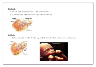Five Months
• The baby weighs about 10 ounces and is a little over 6 inches long
• A protective coating called vernix caseosa begins to form on baby's skin
Six Months
• Eyebrows and eyelids are visible. the baby's lungs are filled with amniotic fluid, and he has started breathing motions.
 