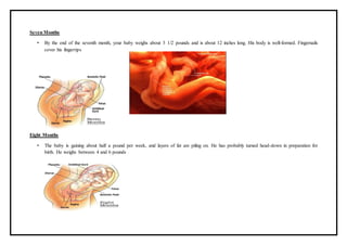 Seven Months
• By the end of the seventh month, your baby weighs about 3 1/2 pounds and is about 12 inches long. His body is well-formed. Fingernails
cover his fingertips
Eight Months
• The baby is gaining about half a pound per week, and layers of fat are piling on. He has probably turned head-down in preparation for
birth. He weighs between 4 and 6 pounds
 