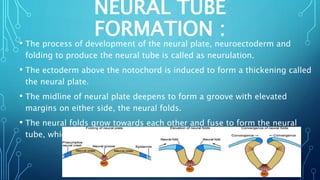 Neuroectoderm Development EMBRYOLOGY,GROWTH & DEVELOPMENT OF CRANIUM & CRANIAL BASE IRT ...