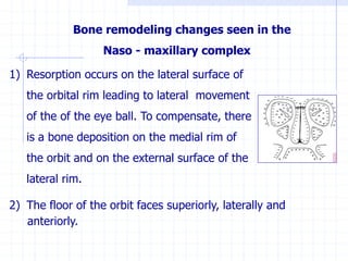 Bone remodeling changes seen in the
Naso - maxillary complex
1) Resorption occurs on the lateral surface of
the orbital rim leading to lateral movement
of the of the eye ball. To compensate, there
is a bone deposition on the medial rim of
the orbit and on the external surface of the
lateral rim.
2) The floor of the orbit faces superiorly, laterally and
anteriorly.
 