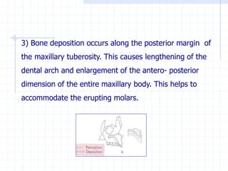 3) Bone deposition occurs along the posterior margin of
the maxillary tuberosity. This causes lengthening of the
dental arch and enlargement of the antero- posterior
dimension of the entire maxillary body. This helps to
accommodate the erupting molars.
 