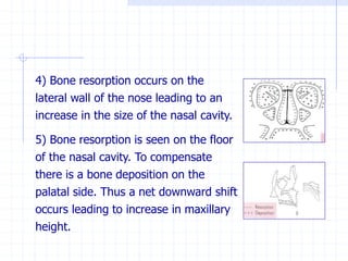 4) Bone resorption occurs on the
lateral wall of the nose leading to an
increase in the size of the nasal cavity.
5) Bone resorption is seen on the floor
of the nasal cavity. To compensate
there is a bone deposition on the
palatal side. Thus a net downward shift
occurs leading to increase in maxillary
height.
 