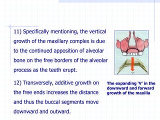 11) Specifically mentioning, the vertical
growth of the maxillary complex is due
to the continued apposition of alveolar
bone on the free borders of the alveolar
process as the teeth erupt.
12) Transversely, additive growth on
the free ends increases the distance
and thus the buccal segments move
downward and outward.
The expanding ‘V’ in the
downward and forward
growth of the maxilla
 