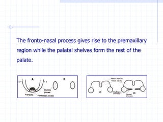 The fronto-nasal process gives rise to the premaxillary
region while the palatal shelves form the rest of the
palate.
 