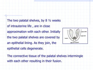 The two palatal shelves, by 8 ½ weeks
of intrauterine life , are in close
approximation with each other. Initially
the two palatal shelves are covered by
an epithelial lining. As they join, the
epithelial cells degenerate.
The connective tissue of the palatal shelves intermingle
with each other resulting in their fusion.
 
