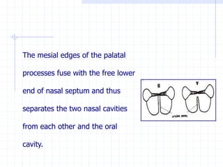 The mesial edges of the palatal
processes fuse with the free lower
end of nasal septum and thus
separates the two nasal cavities
from each other and the oral
cavity.
 