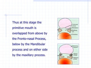 Thus at this stage the
primitive mouth is
overlapped from above by
the Fronto-nasal Process,
below by the Mandibular
process and on either side
by the maxillary process.
 