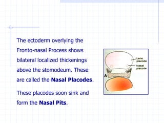 The ectoderm overlying the
Fronto-nasal Process shows
bilateral localized thickenings
above the stomodeum. These
are called the Nasal Placodes.
These placodes soon sink and
form the Nasal Pits.
 