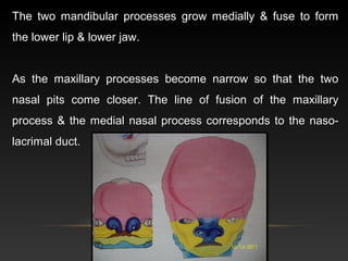 Growth & development of maxilla & mandible.ppt [autosaved] | PPT