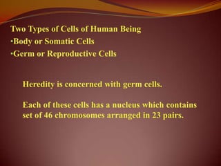 Two Types of Cells of Human Being
•Body or Somatic Cells
•Germ or Reproductive Cells


   Heredity is concerned with germ cells.

   Each of these cells has a nucleus which contains
   set of 46 chromosomes arranged in 23 pairs.
 