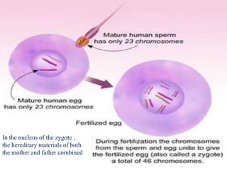 In the nucleus of the zygote ,
the hereditary materials of both
the mother and father combined
 