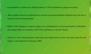 • In periodontitis, we observed a different pattern of CTGF distribution in gingival structures.
• Many samples showed an intense positive reaction in basal and parabasal epithelial layers but also in
structures from the lamina propria
• Higher CTGF staining in overgrown gingiva was accompanied by an increased number of fibroblasts
and collagen fibers, in accordance with CTGF contribution to increase fibrosis.
• Fibrosis, as well as physiological wound repair and inflammation, involves the same molecules and
cellular events (Bartold & Narayanan, 2006).
 