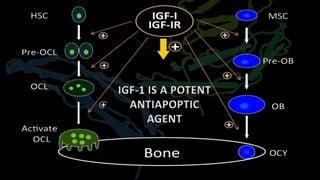IGF-1 IS A POTENT
ANTIAPOPTIC
AGENT
 