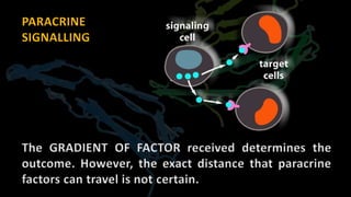 PARACRINE
SIGNALLING
The GRADIENT OF FACTOR received determines the
outcome. However, the exact distance that paracrine
factors can travel is not certain.
 