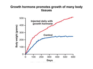 Growth hormone promotes growth of many body tissues 